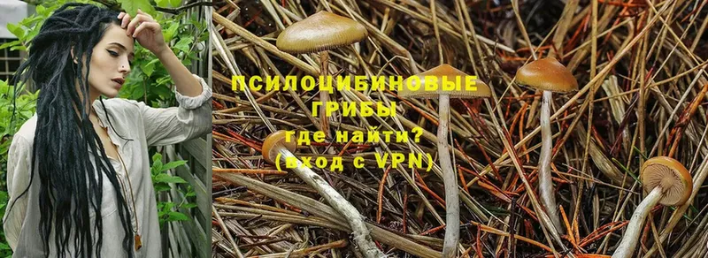 как найти закладки  Гаврилов Посад  Галлюциногенные грибы Psilocybe 